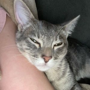 Meet your Posher, Adeleia